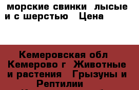 морские свинки, лысые и с шерстью › Цена ­ 2 500 - Кемеровская обл., Кемерово г. Животные и растения » Грызуны и Рептилии   . Кемеровская обл.